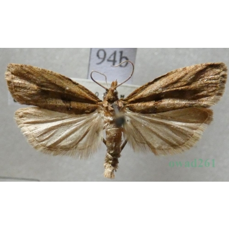 Epinotia solandriana (Linnaeus, 1758) Czech94b